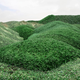 These rolling green hills are made of glass.